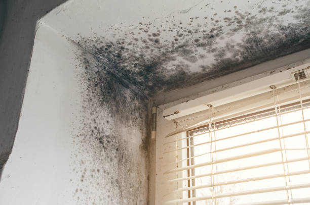 Affordable Mold Cleanup solutions in Parksley, VA